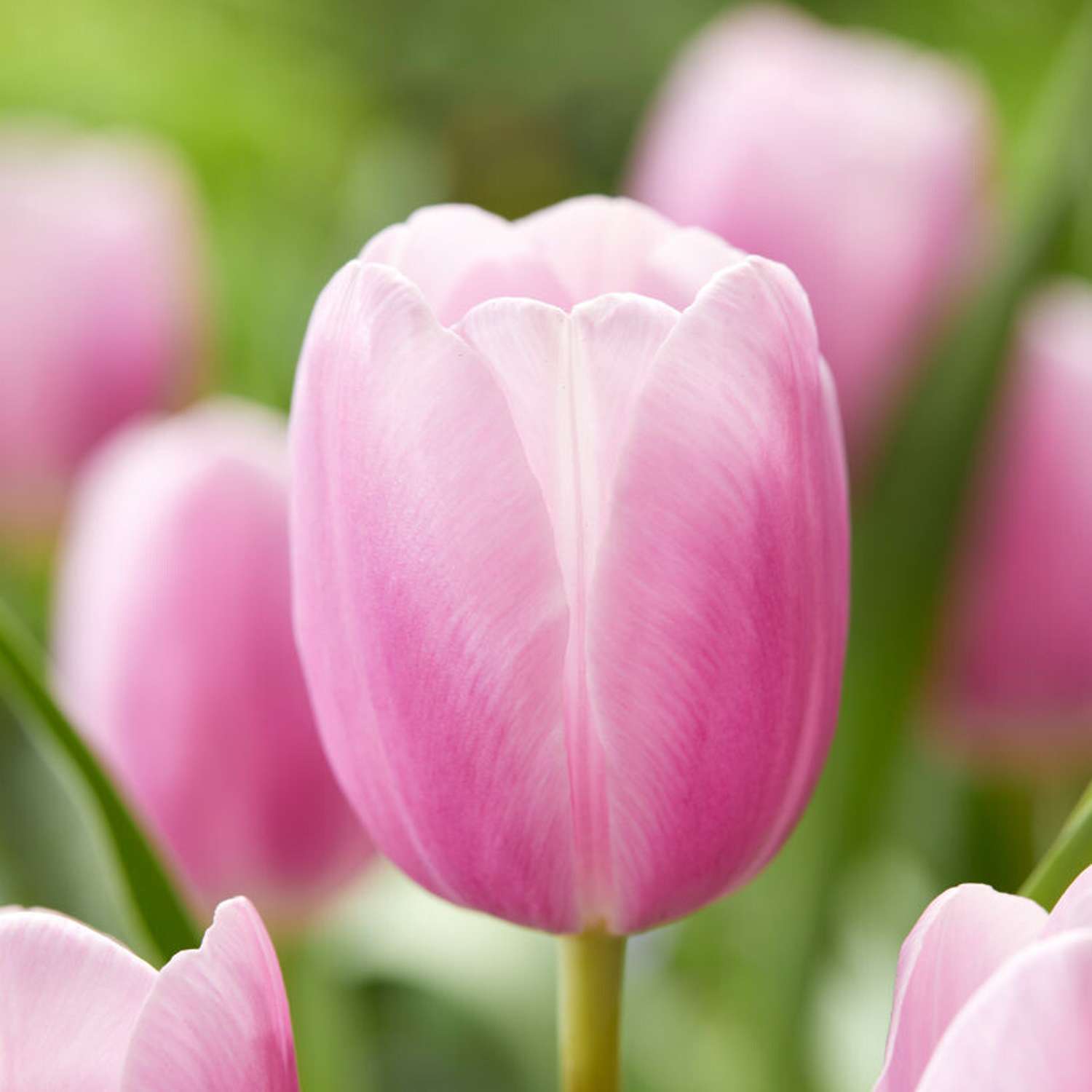 Tulipan 'Argos'